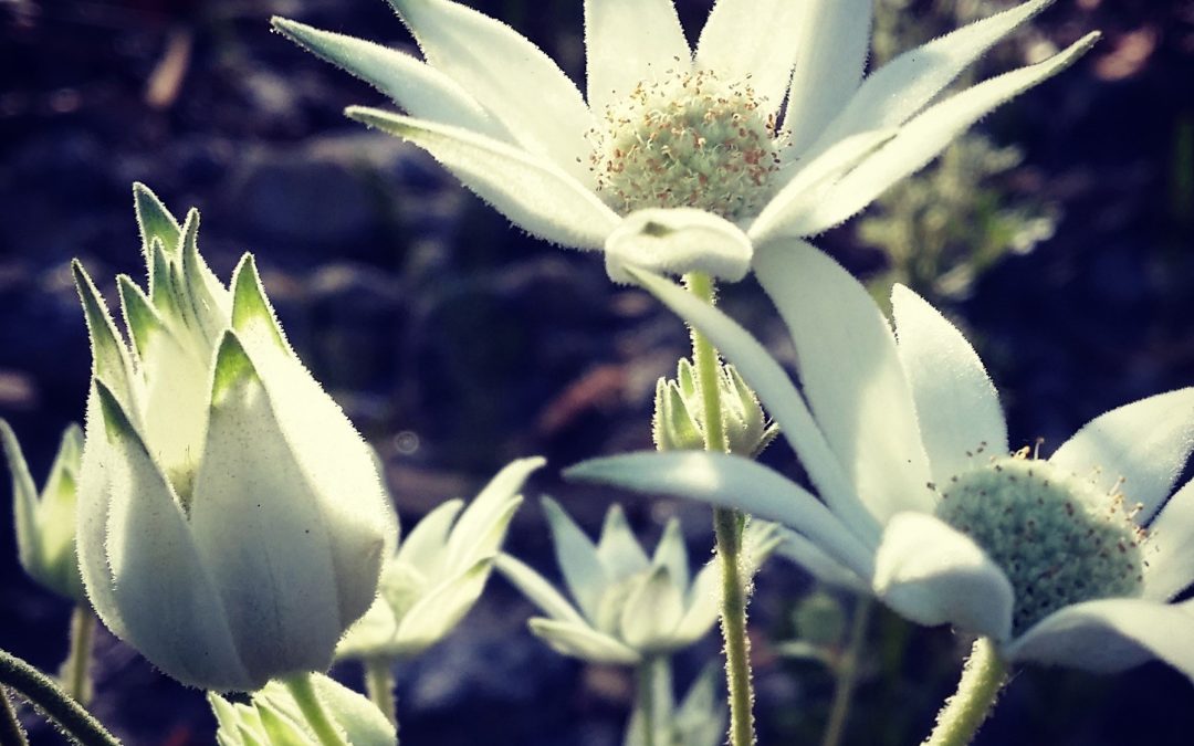 Gladness, joy and flannel flowers